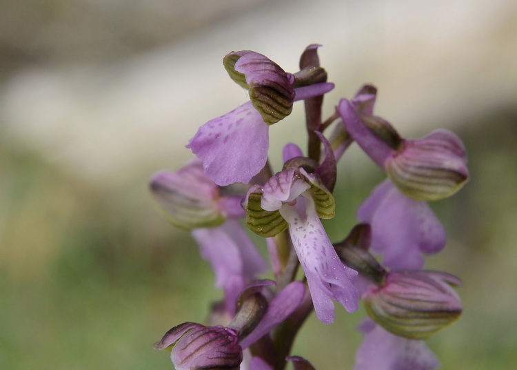 Orchidee del Casentino 2009